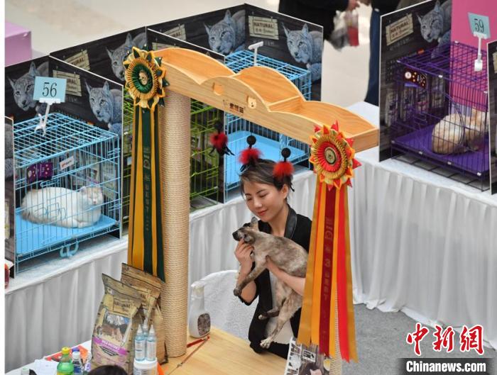 В китайском городе Чанчунь открылся кошачий конкурс красоты