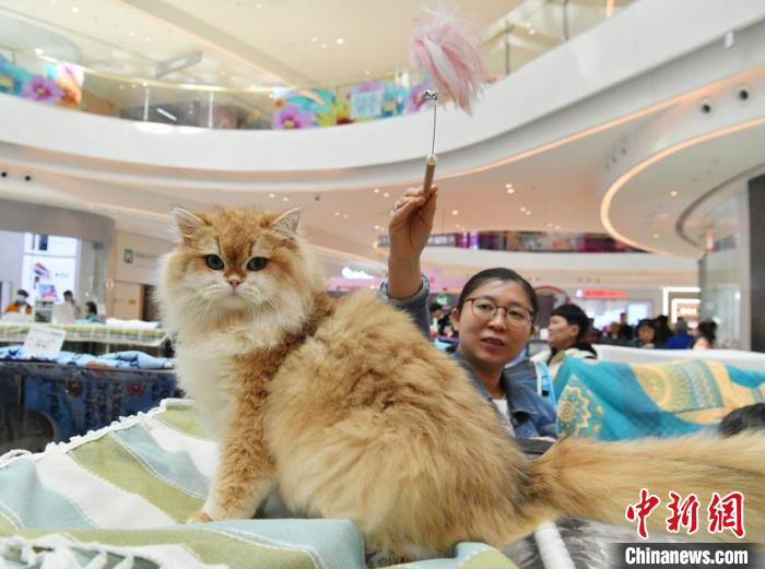 В китайском городе Чанчунь открылся кошачий конкурс красоты