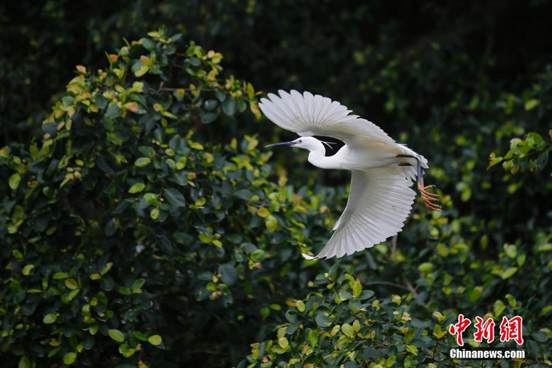 Государственный парк водно-болотных угодий «Птичий рай» в регионе «Большого залива» Гуандун-Сянган-Аомэнь