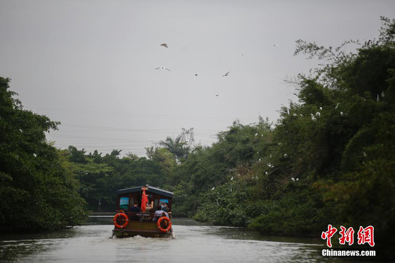 Государственный парк водно-болотных угодий «Птичий рай» в регионе «Большого залива» Гуандун-Сянган-Аомэнь