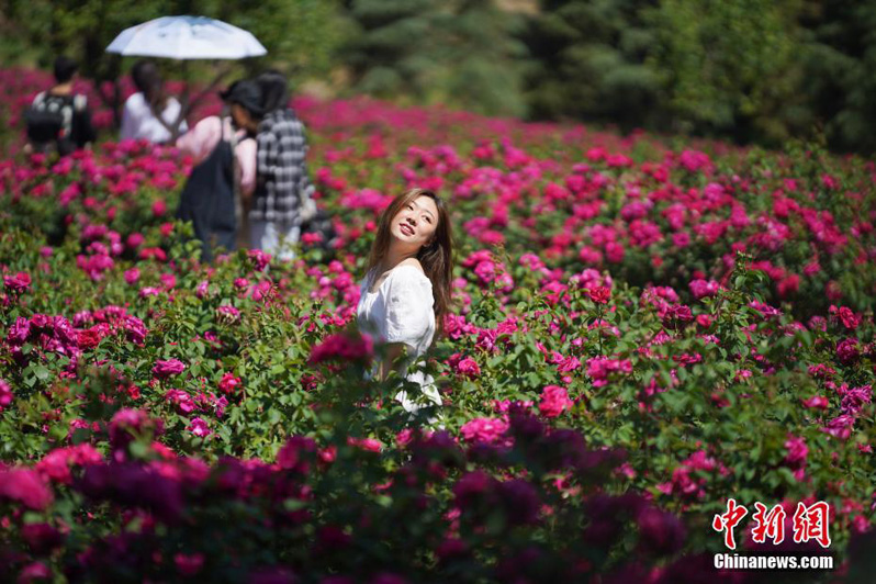 В китайском университете распустились съедобные розы