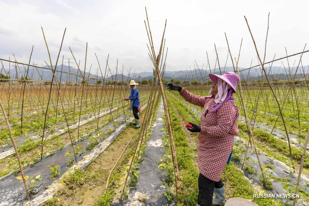 Сельскохозяйственное производство в зонах у речных дамб содействует подъему сельской экономики уезда Жунцзян