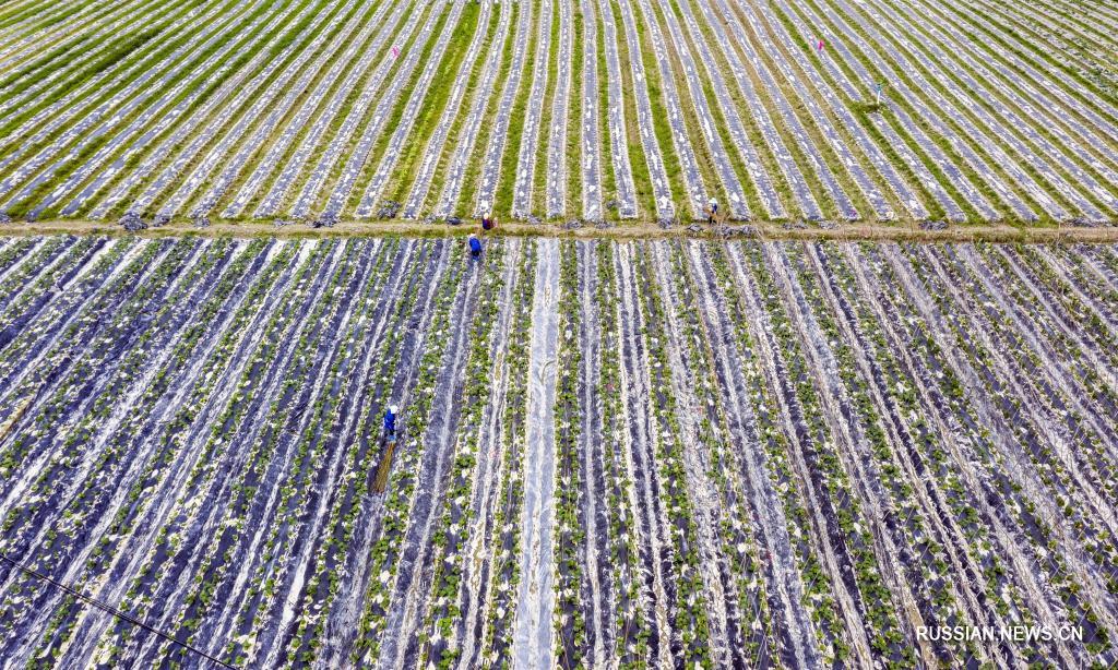 Сельскохозяйственное производство в зонах у речных дамб содействует подъему сельской экономики уезда Жунцзян