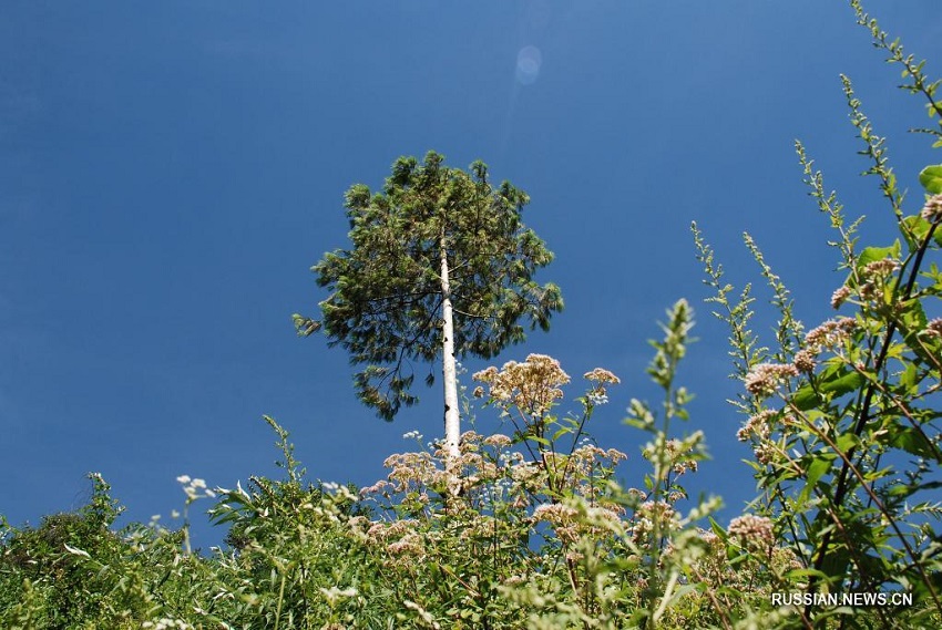 В заповеднике Яошань прижились более 3000 исчезающих чешуйчатых сосен