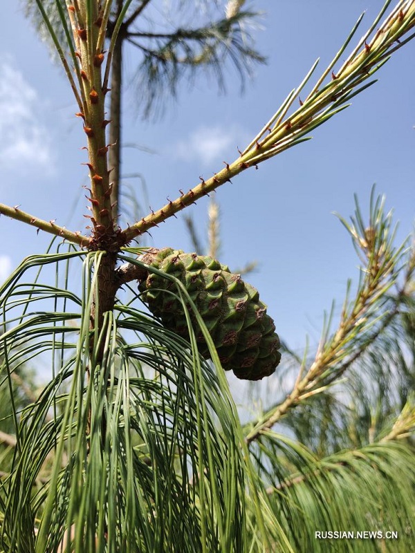 В заповеднике Яошань прижились более 3000 исчезающих чешуйчатых сосен