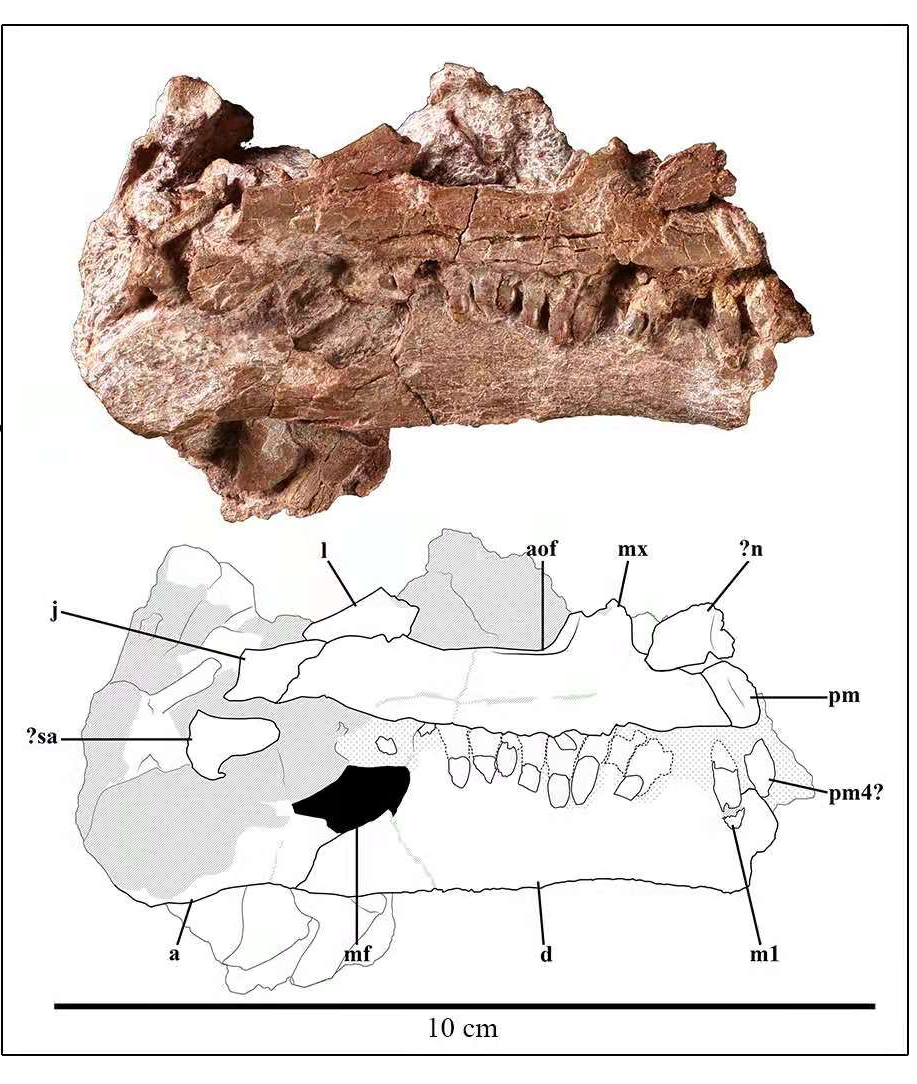 На юго-западе Китая обнаружена окаменелость детеныша динозавра возрастом 200 млн лет