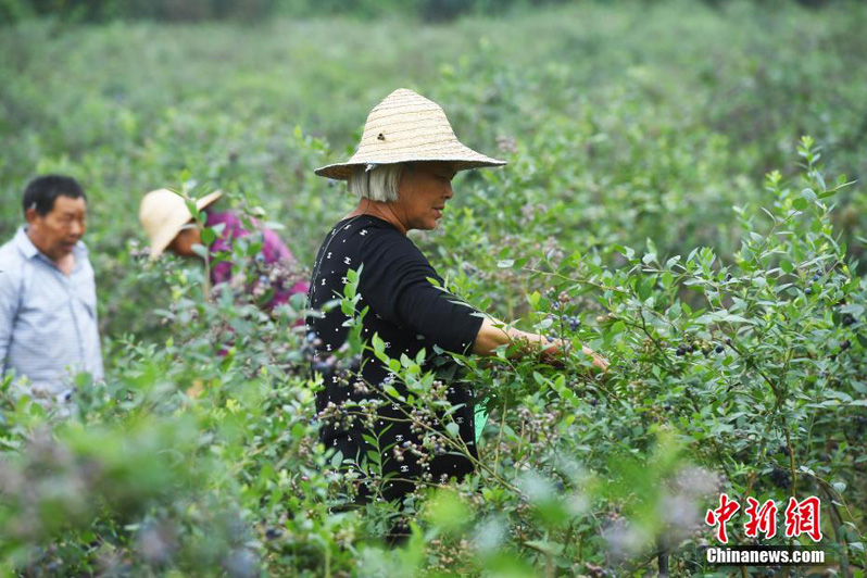 Выращивание черники увеличило доходы фермеров Чунцина