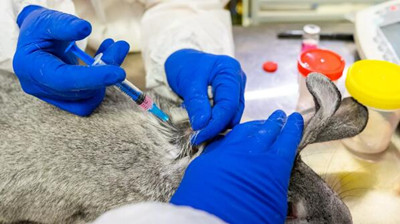 В России начали вакцинацию домашних животных от коронавируса