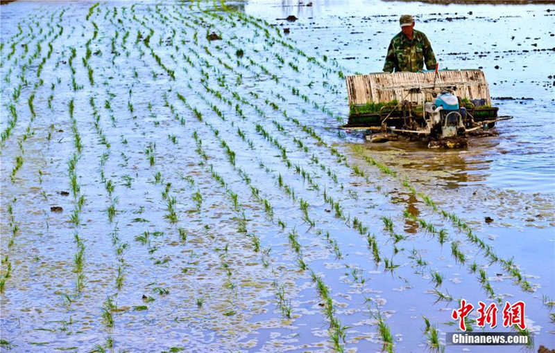 Летние рисовые поля у подножия гор Циляньшань
