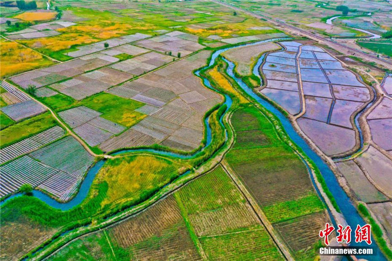 Летние рисовые поля у подножия гор Циляньшань