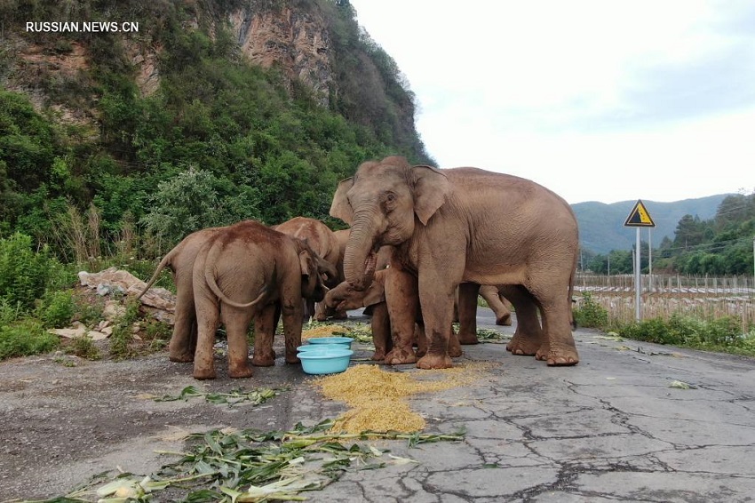 Стадо слонов по-прежнему находится в окрестностях города Куньмин