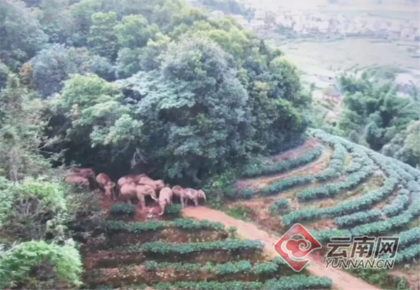 В провинции Юньнань начали оценивать потери и возмещать убытки из-за перемещения диких слонов 