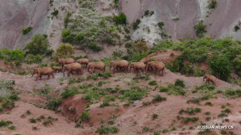 Стадо кочующих диких слонов более активно перемещается по окрестностям города Юйси на юго-западе Китая