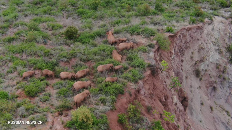 У стада кочующих диких слонов проявилась тенденция к возвращению на юг