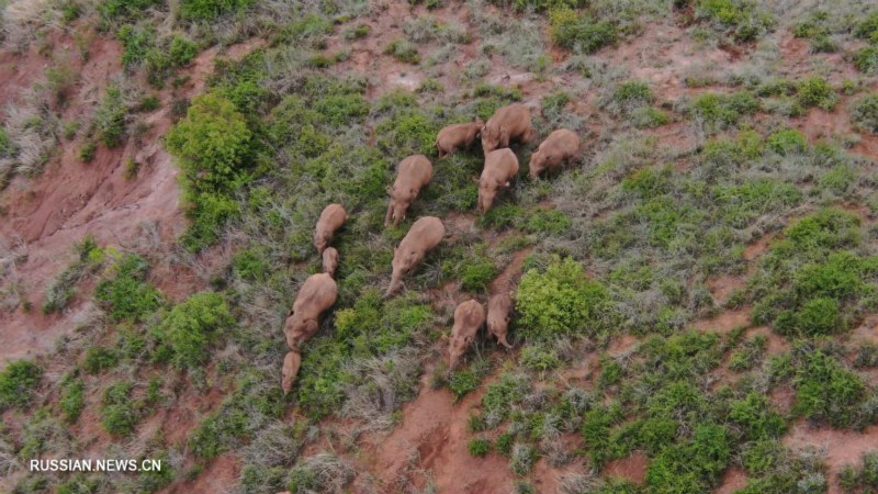 У стада кочующих диких слонов проявилась тенденция к возвращению на юг