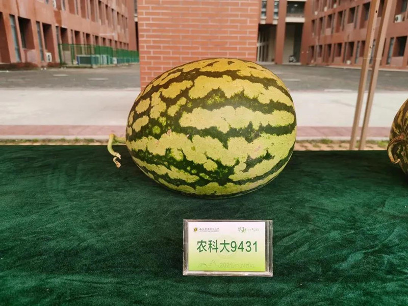 В китайском университете на праздничном столе для выпускников появились фрукты - результаты исследований студентов 