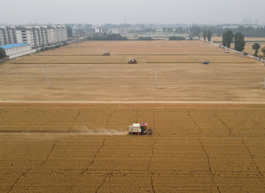 В Китае собран богатый летний урожай зерновых 