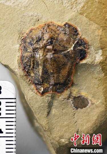 В Китае обнаружили окаменелость челюстноротой рыбы возрастом 423 млн лет