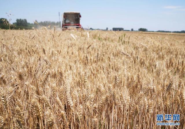Объем сбора летнего урожая зерновых в Китае достиг рекордно высокого уровня