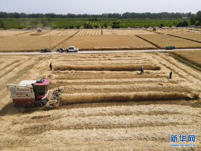 Объем сбора летнего урожая зерновых в Китае достиг рекордно высокого уровня