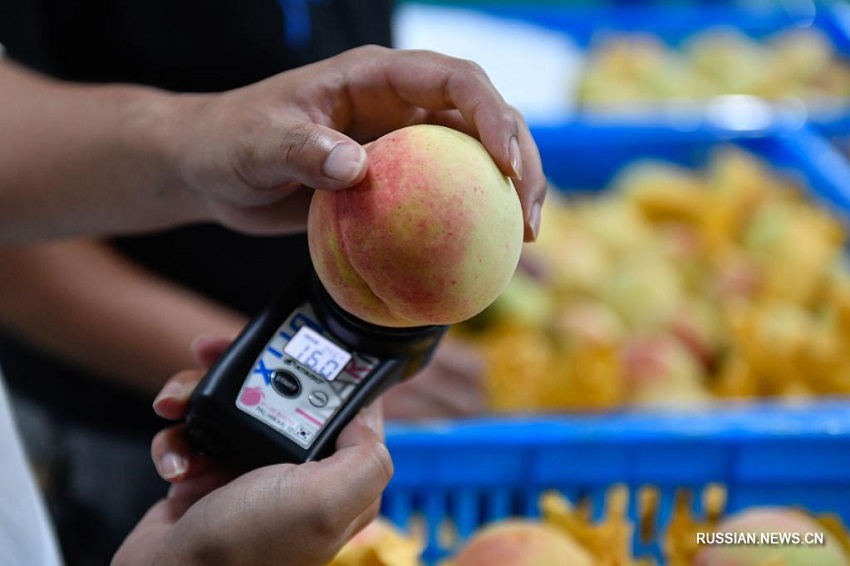 Начался сезон сбора урожая и продажи медовых персиков на востоке Китая