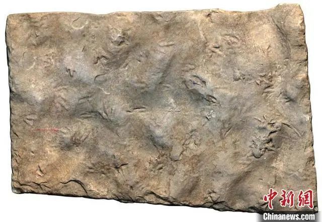В Китае обнаружен крошечный след динозавра размером с воробья