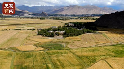 Сбор зерновых в Тибете шесть лет подряд превышает 1 млн тонн