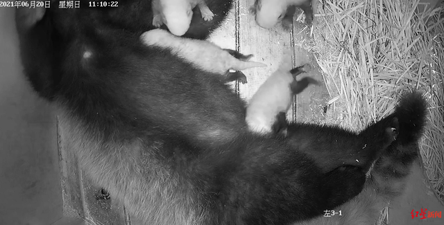 В Китае малая панда родила сразу четверых детенышей