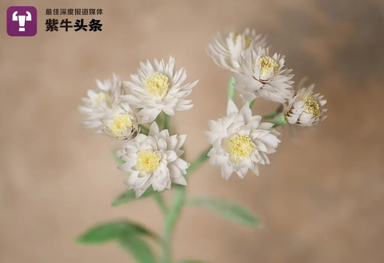 Изящные цветы из бумаги от Шу Синь