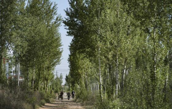 На краю пустыни Маоусу города Юйлинь деревья растут по обеим сторонам дороги.Фото: корреспондент агентства «Синьхуа» Тао Минь, 26 мая 2020 года