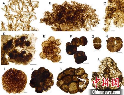 Китайские палеонтологи обнаружили хорошо сохранившиеся микрофоссилии