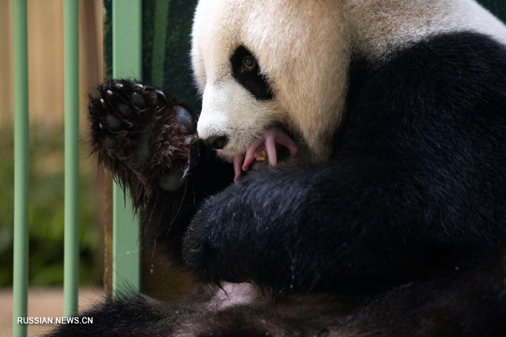 Во французском зоопарке панда родила двух близнецов