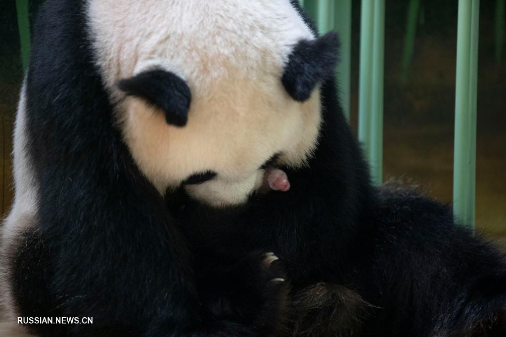Во французском зоопарке панда родила двух близнецов