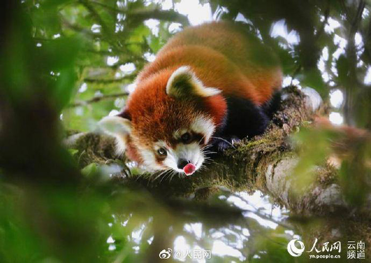 Более 1/3 новых видов флоры и фауны в Китае обнаружены в провинции Юньнань