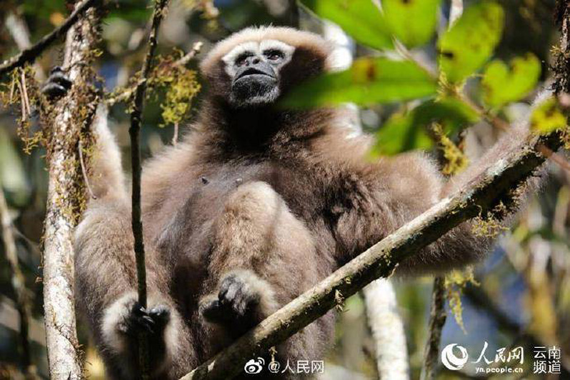 Более 1/3 новых видов флоры и фауны в Китае обнаружены в провинции Юньнань