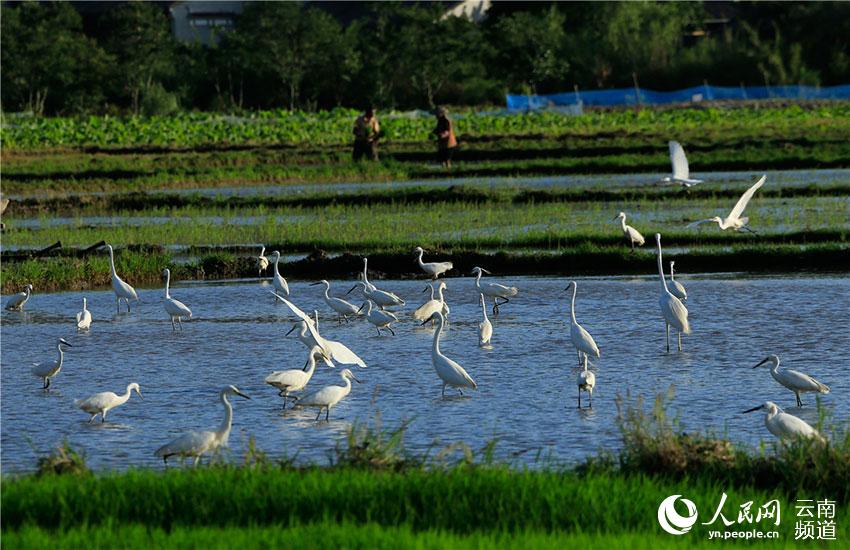 В городе Тэнчун провинции Юньнань проживает 67 видов водоплавающих птиц