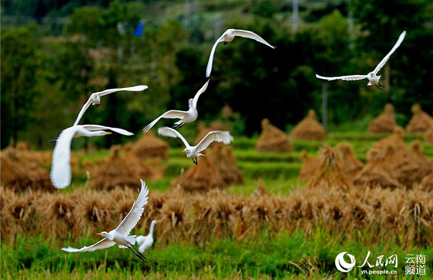 В городе Тэнчун провинции Юньнань проживает 67 видов водоплавающих птиц