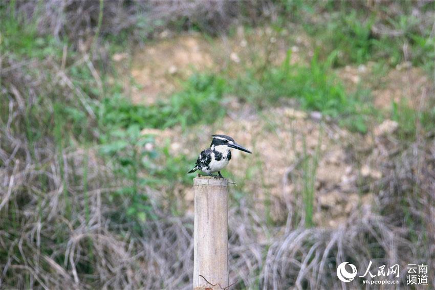 В уезде Лунлин на юго-западе Китая впервые обнаружили редкую птицу -- малого пегого зимородка