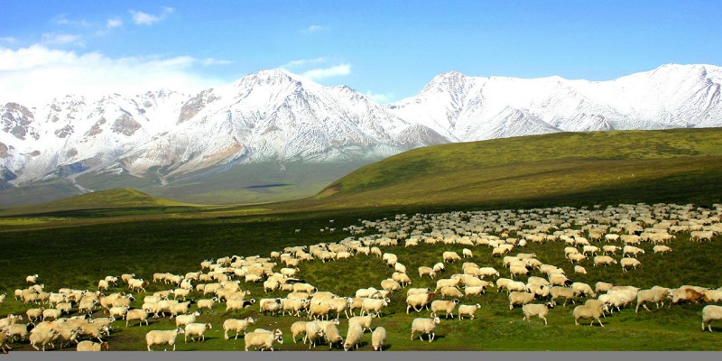 В национальное парке гор Циляньшань отмечено увеличение видового разнообразия животных