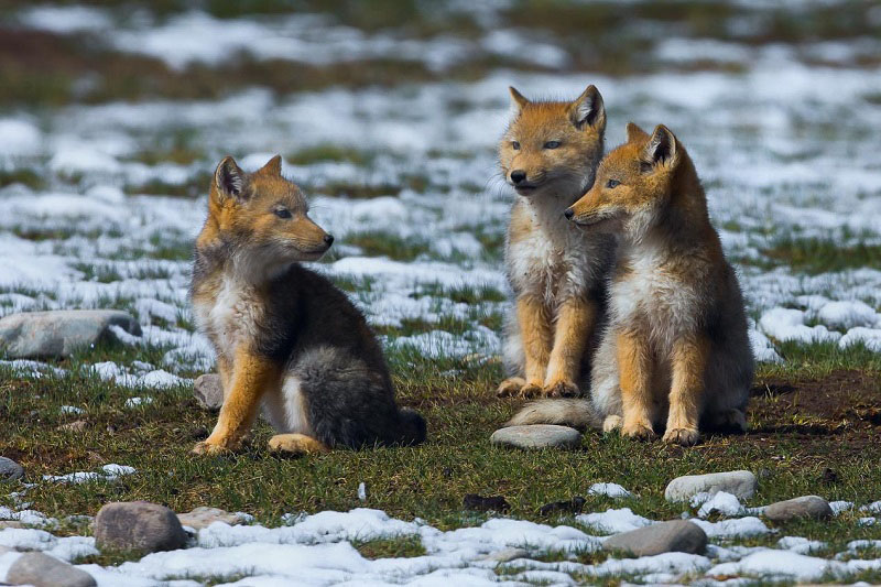 В национальное парке гор Циляньшань отмечено увеличение видового разнообразия животных