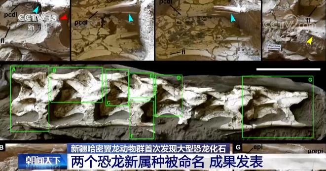 В Синьцзяне впервые обнаружены два новых вида динозавров