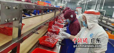 Активно развивается отрасль по выращиванию тиляпии в городе Маомин Китая