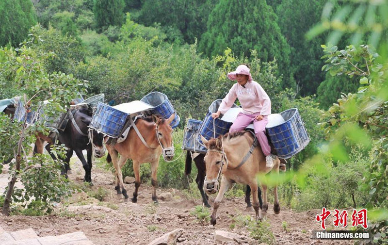 В городе Цзинань провинции Шаньдун появился традиционный вид перевозки - "конный"