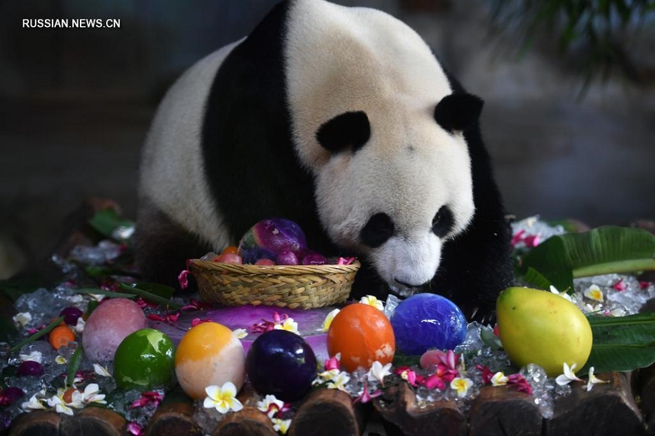 День рождения больших панд в городе Хайкоу