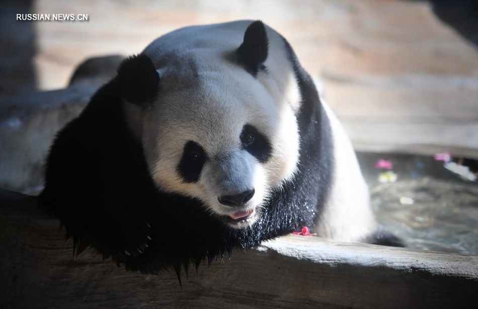 День рождения больших панд в городе Хайкоу