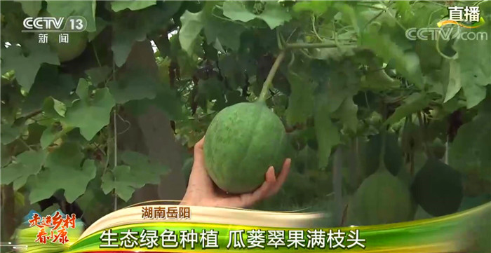 В провинции Хунань развивается новая модель цикличного сельского хозяйства  