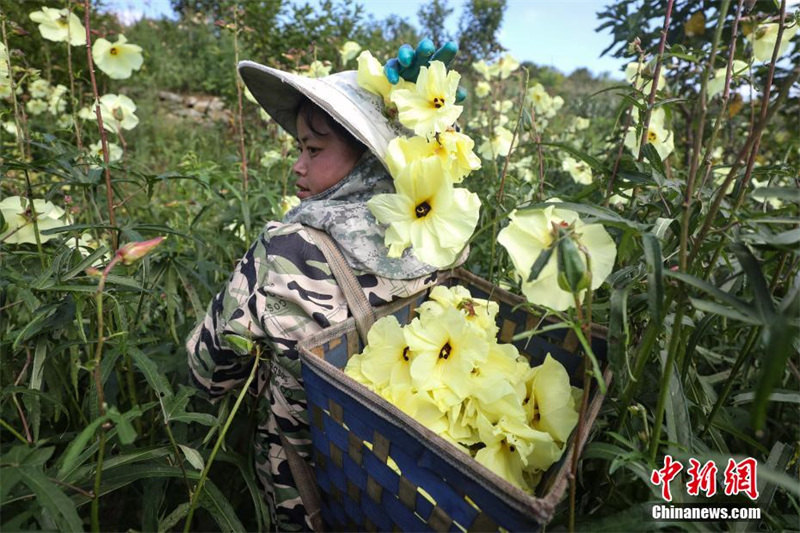 Сбор цветов лекарственного растения на юго-западе Китая