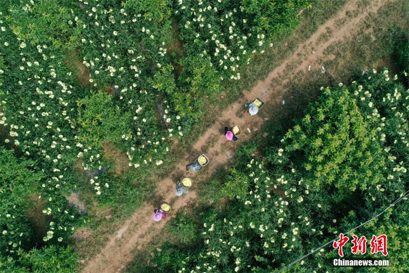 Сбор цветов лекарственного растения на юго-западе Китая