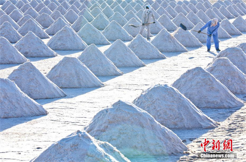 Осенний сбор соли на северо-западе Китая