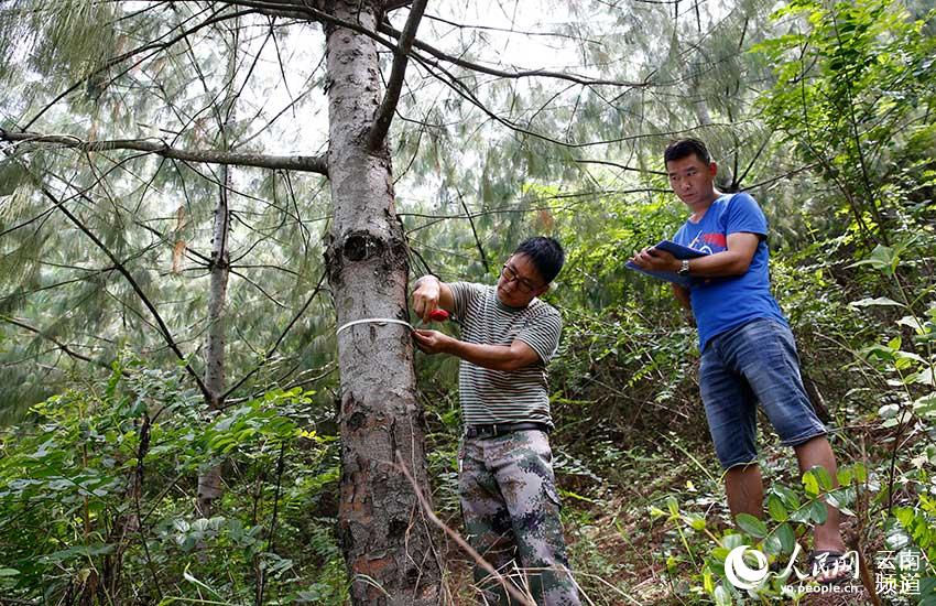 В Китае заметно выросла численность популяции крайне редкого вида сосен